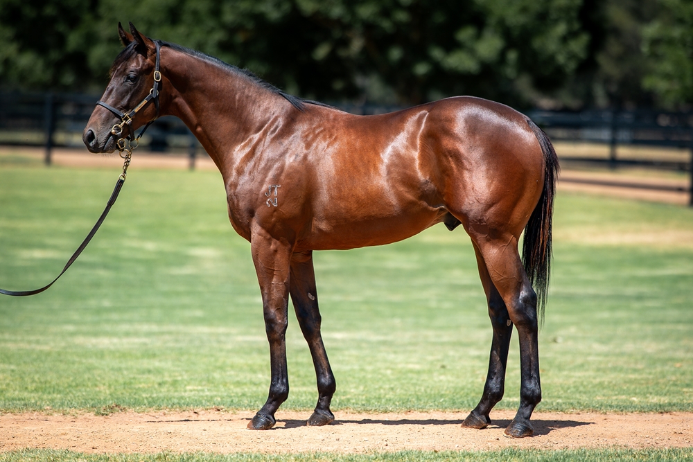 Stay Inside (AUS) / Freehearted (AUS) 2024 Colt - Image 1