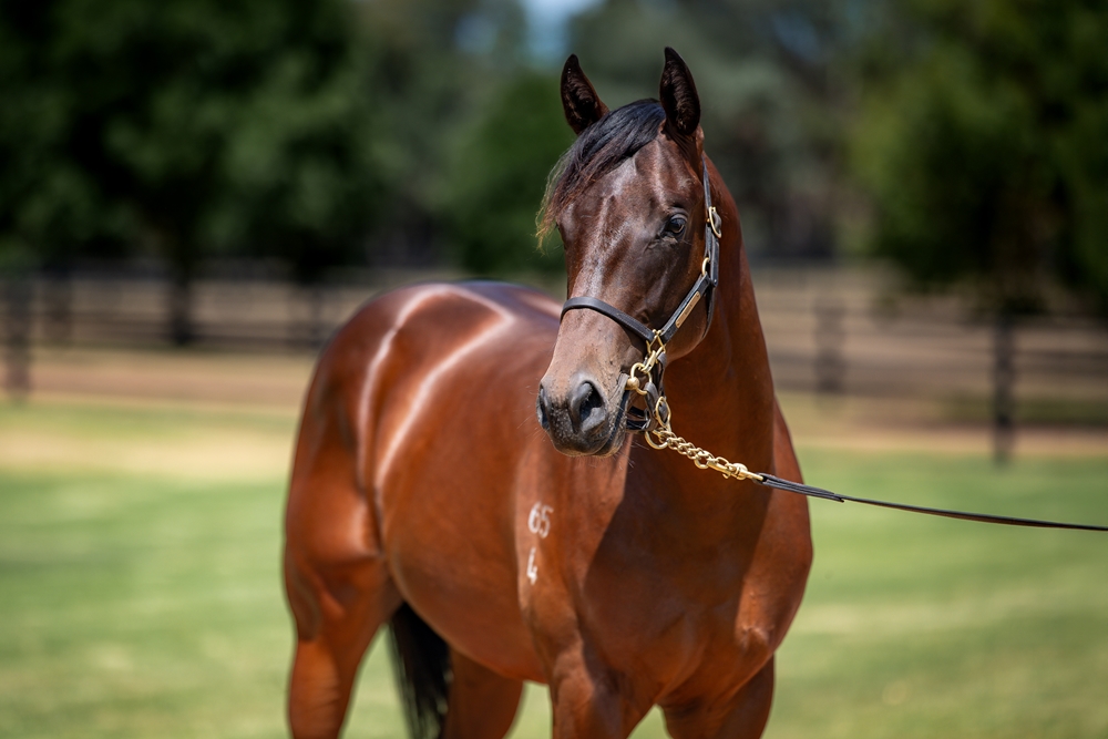 Stay Inside (AUS) / Freehearted (AUS) 2024 Colt - Image 2