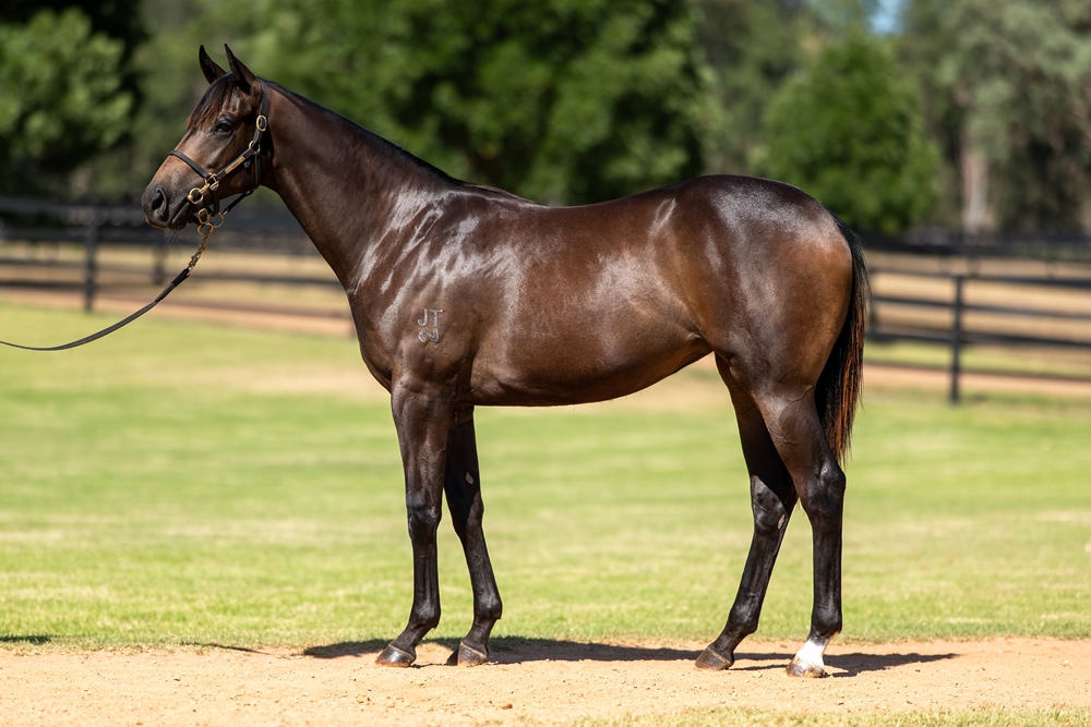 Harry Angel (IRE) / Genesta (AUS) 2024 Filly - Image 1