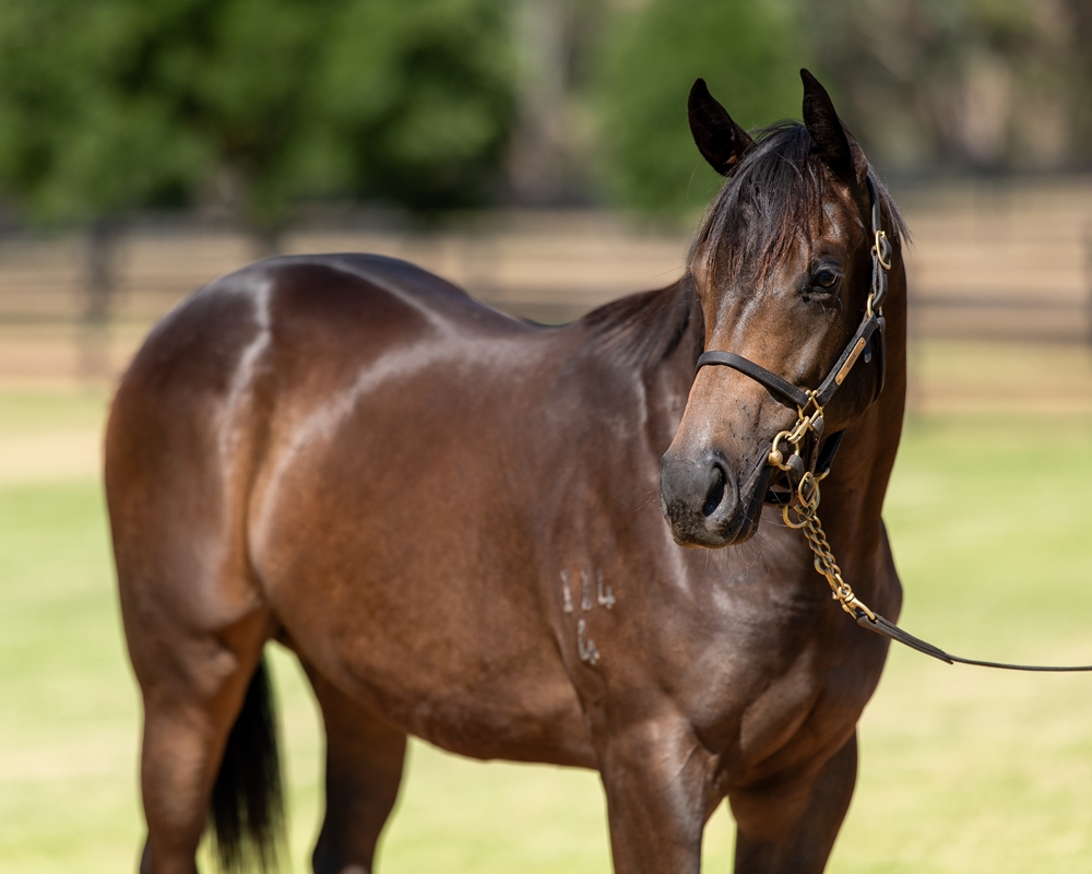Harry Angel (IRE) / Genesta (AUS) 2024 Filly - Image 2