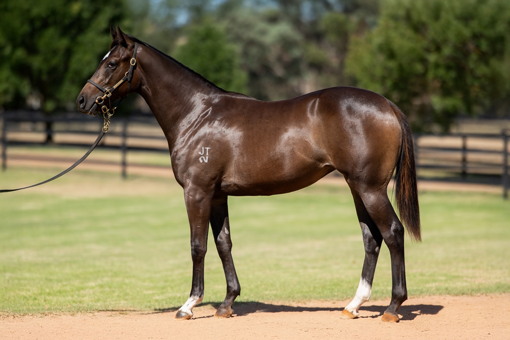 St Mark's Basilica (FR) / Good Vibes (GB) 2024 Filly - Image 1