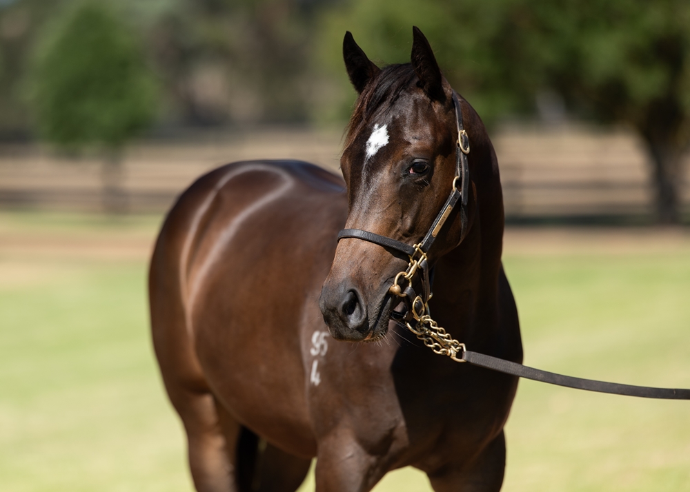 St Mark's Basilica (FR) / Good Vibes (GB) 2024 Filly - Image 2