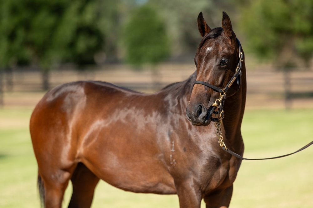 Zoustar (AUS) / Graceful Girl (AUS) 2024 Filly - Image 2