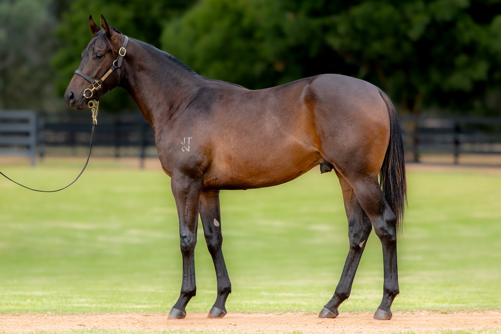 Supido (AUS) / Hollaback Girl (AUS) 2024 Colt - Image 1