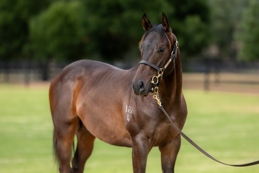 Supido (AUS) / Hollaback Girl (AUS) 2024 Colt - Image 2