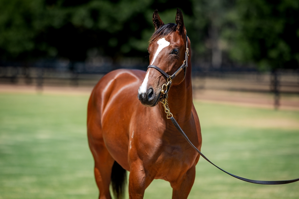 I Am Invincible (AUS) / Humma Humma (AUS) 2024 Colt - Image 2