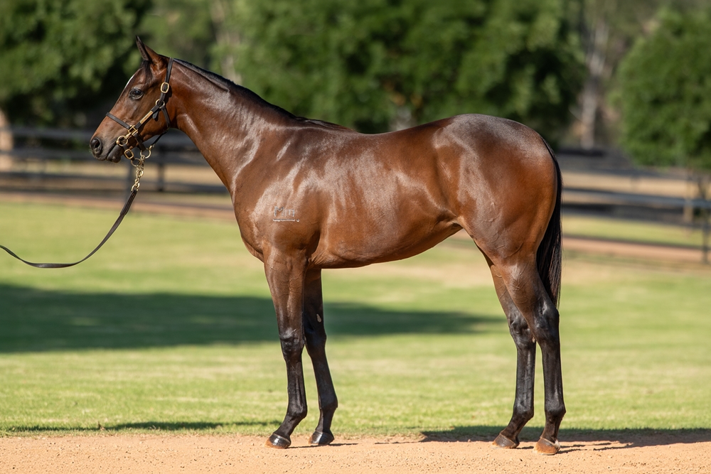 Hellbent (AUS) / La Tigeresa (AUS) 2024 Filly - Image 1