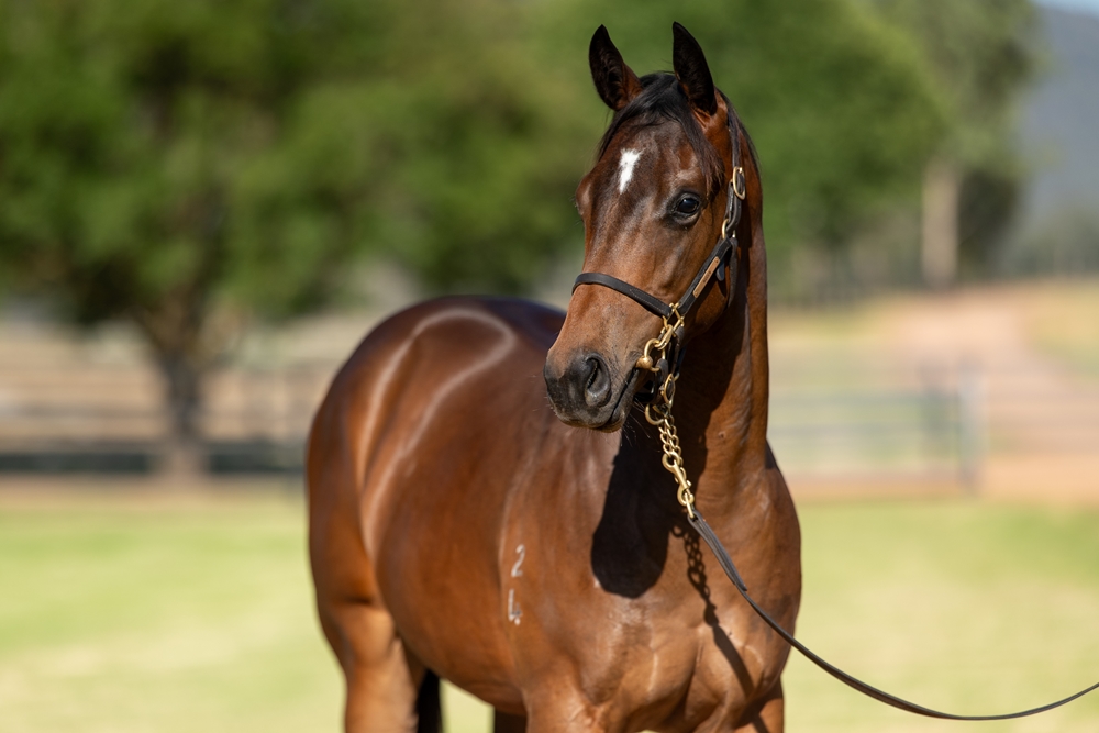 Hellbent (AUS) / La Tigeresa (AUS) 2024 Filly - Image 2