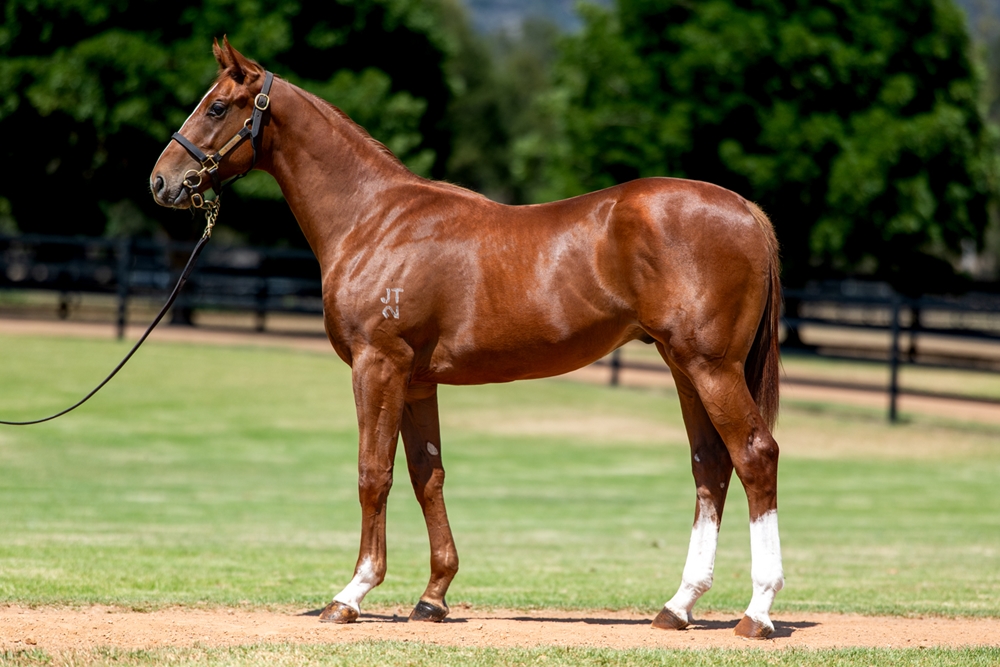 Zoustar (AUS) / Lake Como (NZ) 2024 Colt - Image 1
