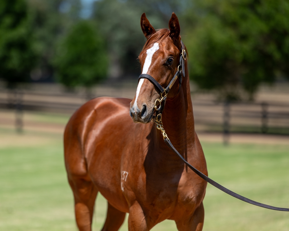 Zoustar (AUS) / Lake Como (NZ) 2024 Colt - Image 2