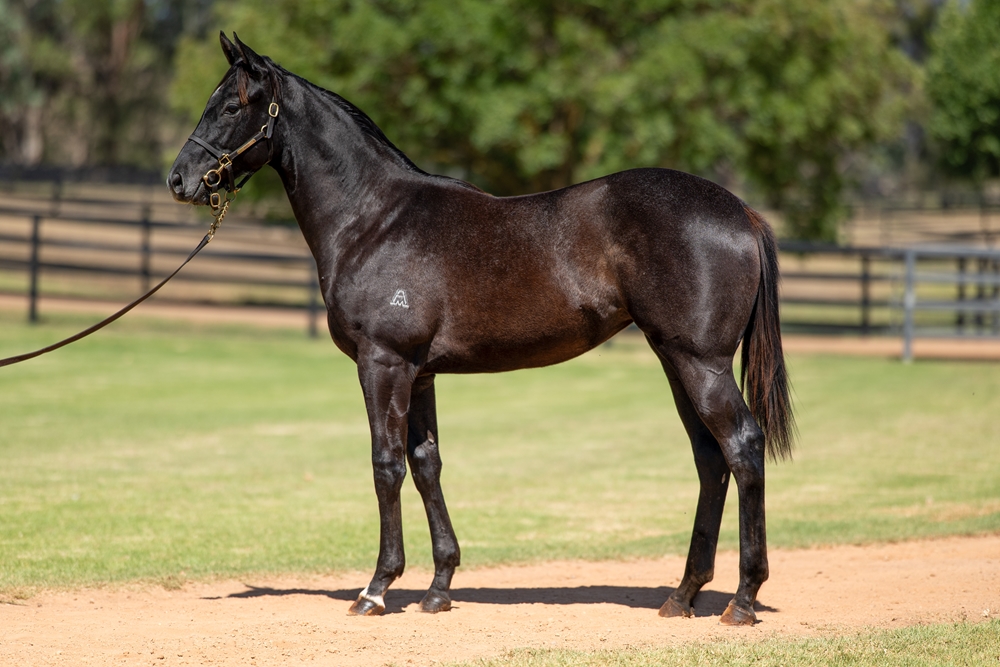 Satono Aladdin (JPN) / Legramor (NZ) 2024 Filly - Image 1