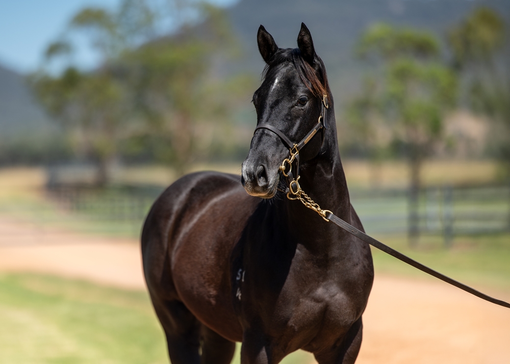 Satono Aladdin (JPN) / Legramor (NZ) 2024 Filly - Image 2