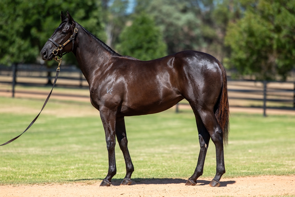 Trapeze Artist (AUS) / Love Commands (AUS) 2024 Filly - Image 1