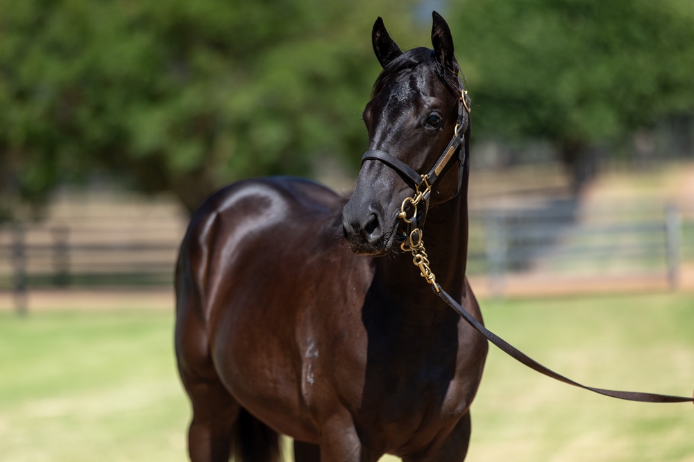 Trapeze Artist (AUS) / Love Commands (AUS) 2024 Filly - Image 2