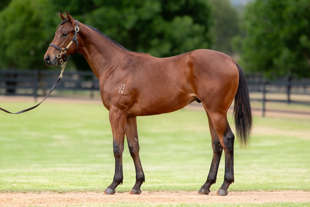 Zousain (AUS) / Lucy Mae (AUS) 2024 Colt - Image 1