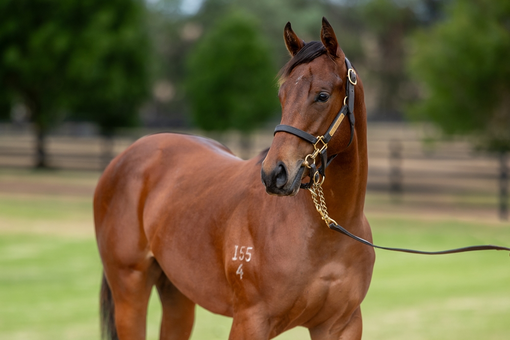 Zousain (AUS) / Lucy Mae (AUS) 2024 Colt - Image 2