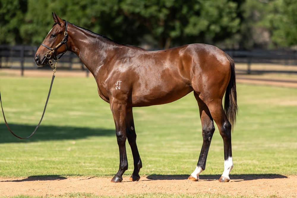 Bivouac (AUS) / Mashrabiya (AUS) 2024 Filly - Image 1