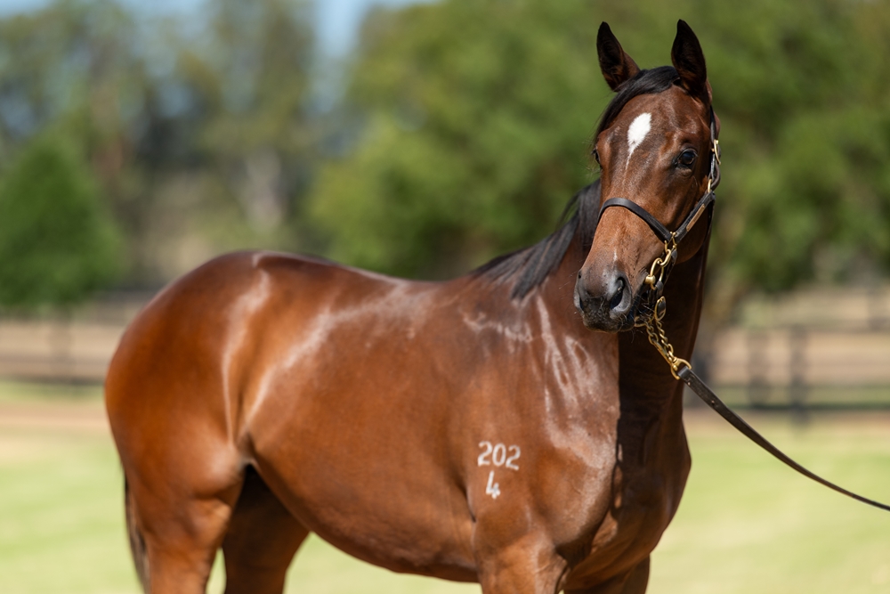 Bivouac (AUS) / Mashrabiya (AUS) 2024 Filly - Image 2