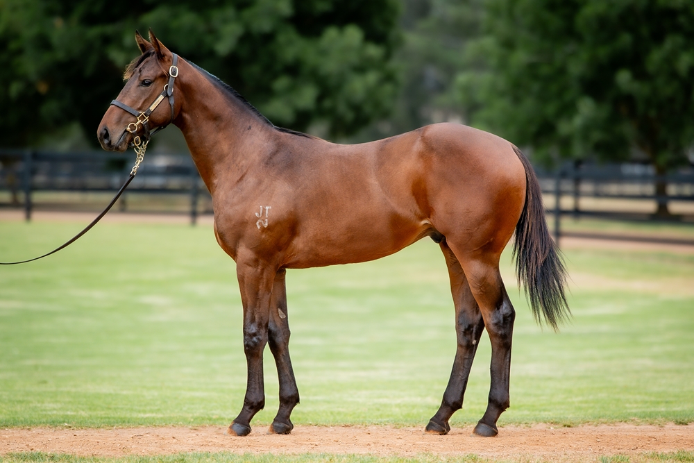 Zousain (AUS) / Miss Kirribilli (AUS) 2024 Colt - Image 1