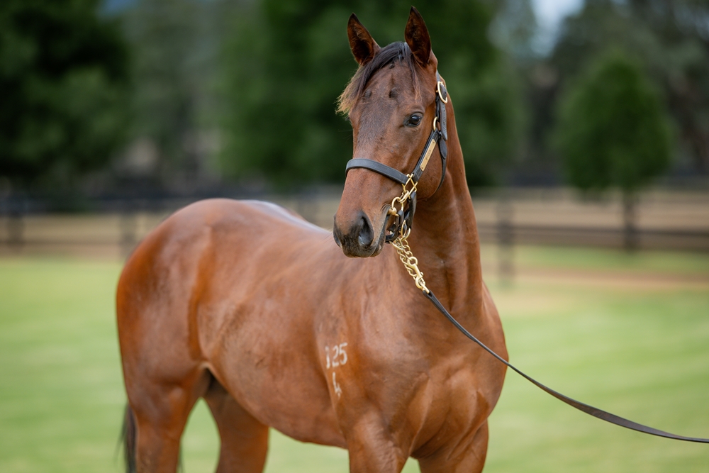 Zousain (AUS) / Miss Kirribilli (AUS) 2024 Colt - Image 2
