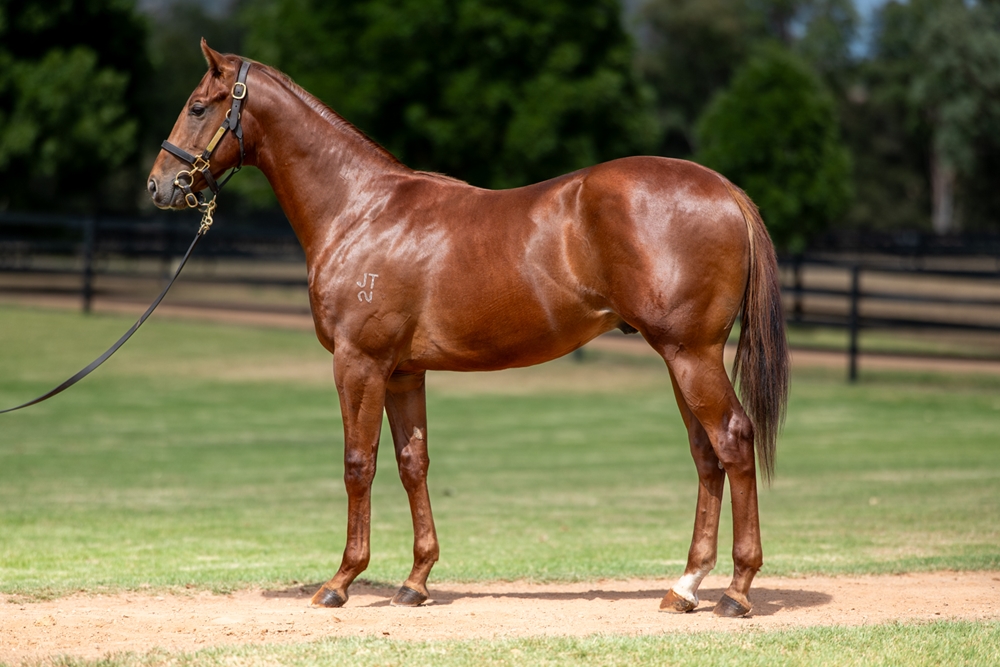 Anamoe (AUS) / Nieta (AUS) 2024 Colt - Image 1