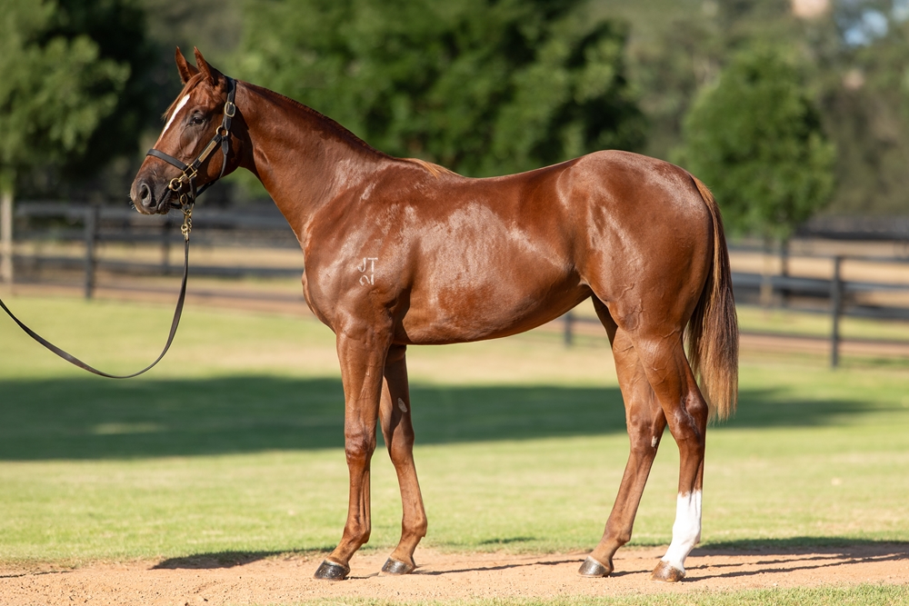 Zoustar (AUS) / Nomothaj (AUS) 2024 Filly - Image 1