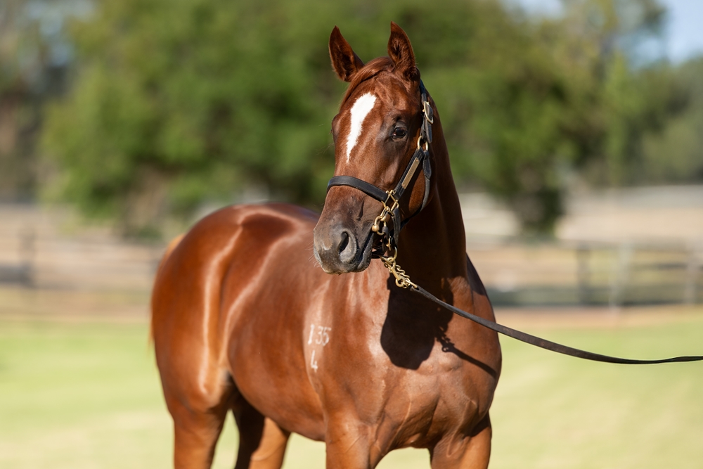Zoustar (AUS) / Nomothaj (AUS) 2024 Filly - Image 2