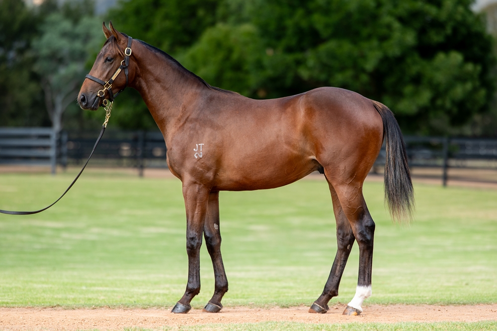 Zoustar (AUS) / Originator (USA) 2024 Colt - Image 1
