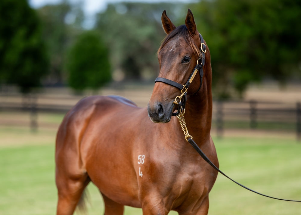 Zoustar (AUS) / Originator (USA) 2024 Colt - Image 2