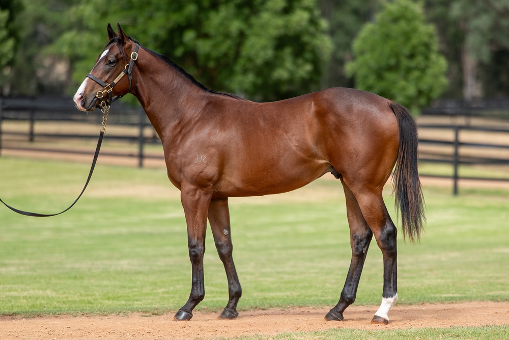 Harry Angel (IRE) / Oxford Heart (AUS) 2024 Colt - Image 1
