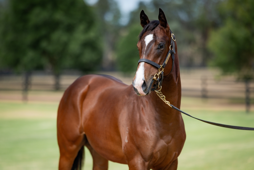 Harry Angel (IRE) / Oxford Heart (AUS) 2024 Colt - Image 2