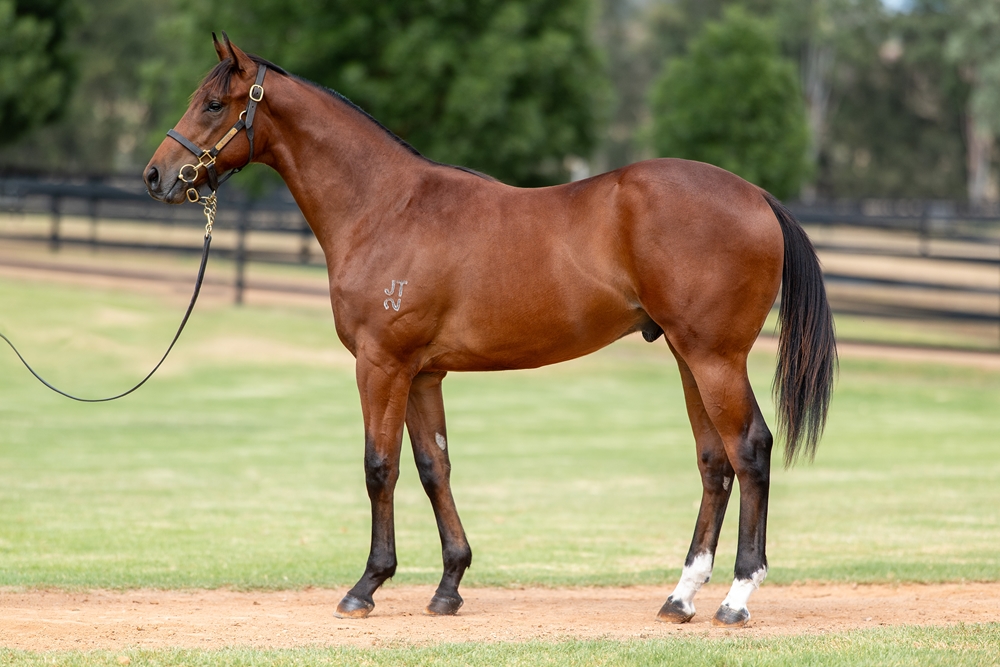 Capitalist (AUS) / Petite Choix (AUS) 2024 Colt - Image 1