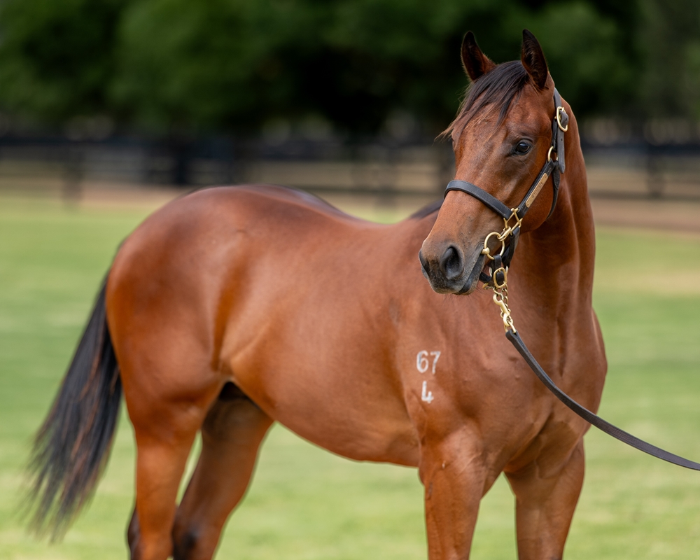 Capitalist (AUS) / Petite Choix (AUS) 2024 Colt - Image 2