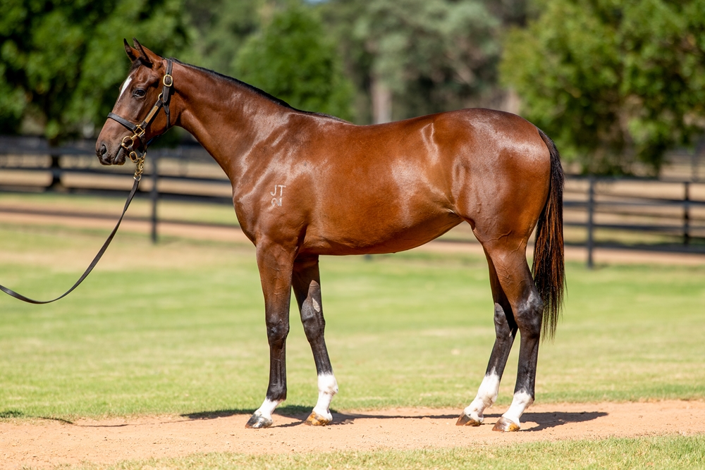 Jacquinot (AUS) / Pres de Toi (AUS) 2024 Filly - Image 1