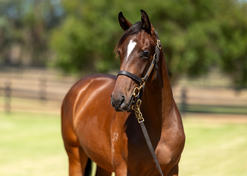 Jacquinot (AUS) / Pres de Toi (AUS) 2024 Filly - Image 2