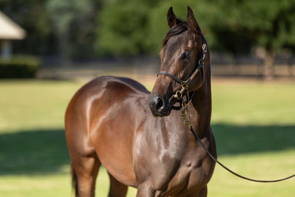 Harry Angel (IRE) / Racine (GB) 2024 Filly - Image 2