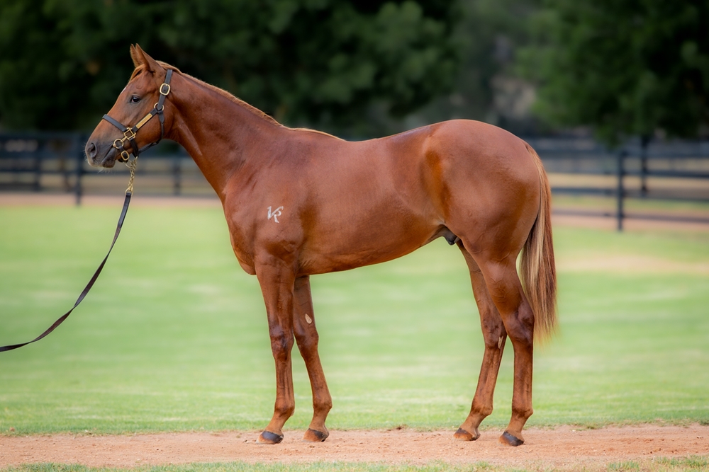 Trapeze Artist (AUS) / Rare Ruby (AUS) 2024 Colt - Image 1