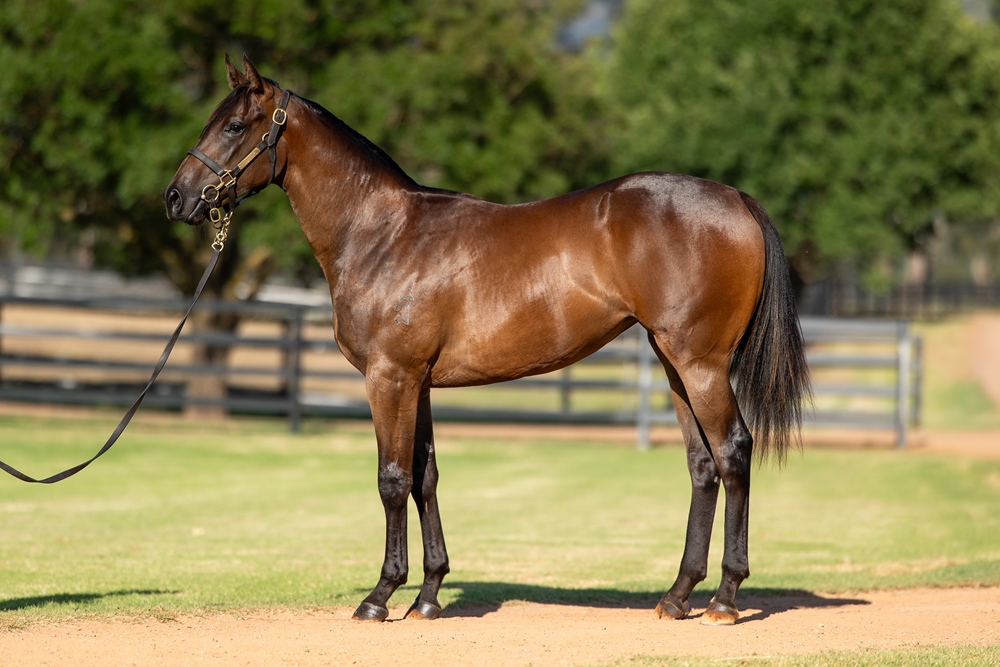 Zoustar (AUS) / Ready to Prophet (AUS) 2024 Filly - Image 1