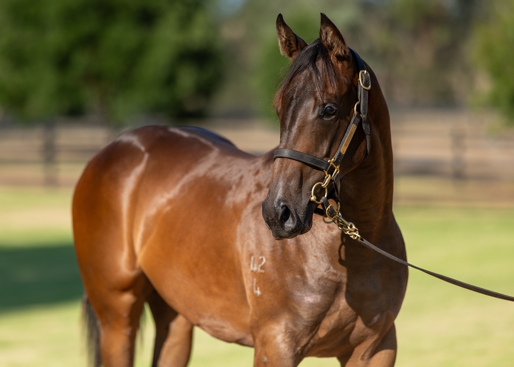 Zoustar (AUS) / Ready to Prophet (AUS) 2024 Filly - Image 2