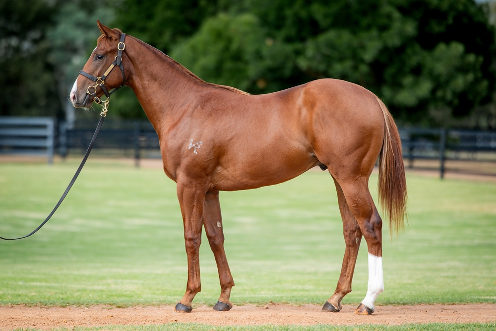 Jacquinot (AUS) / Russian Queen (AUS) 2024 Colt - Image 1