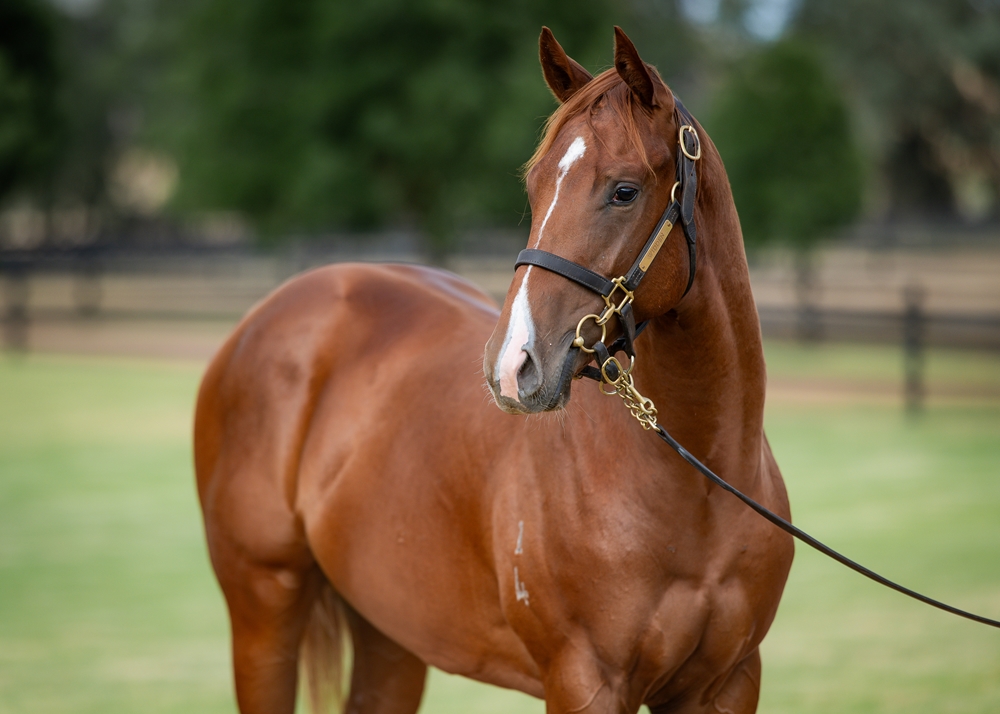 Jacquinot (AUS) / Russian Queen (AUS) 2024 Colt - Image 2