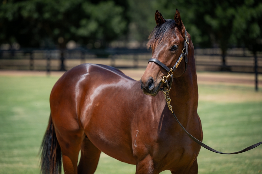 Anamoe (AUS) / Secret Trail (AUS) 2024 Colt - Image 2