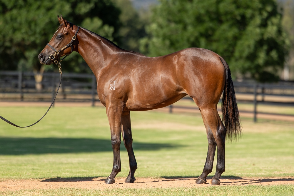 Zoustar (AUS) / She's So High (AUS) 2024 Filly - Image 1