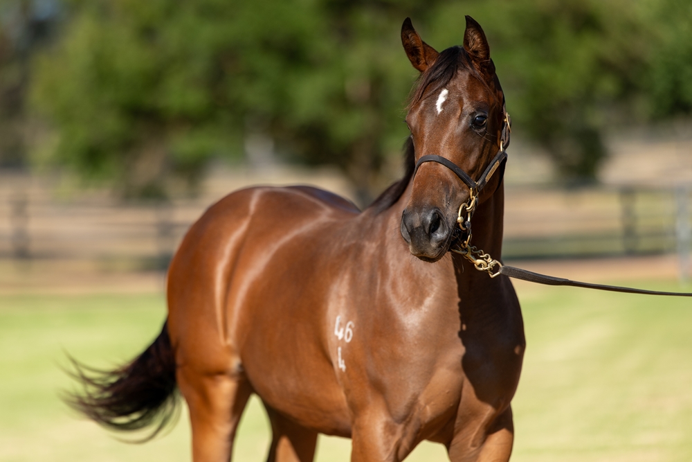 Zoustar (AUS) / She's So High (AUS) 2024 Filly - Image 2