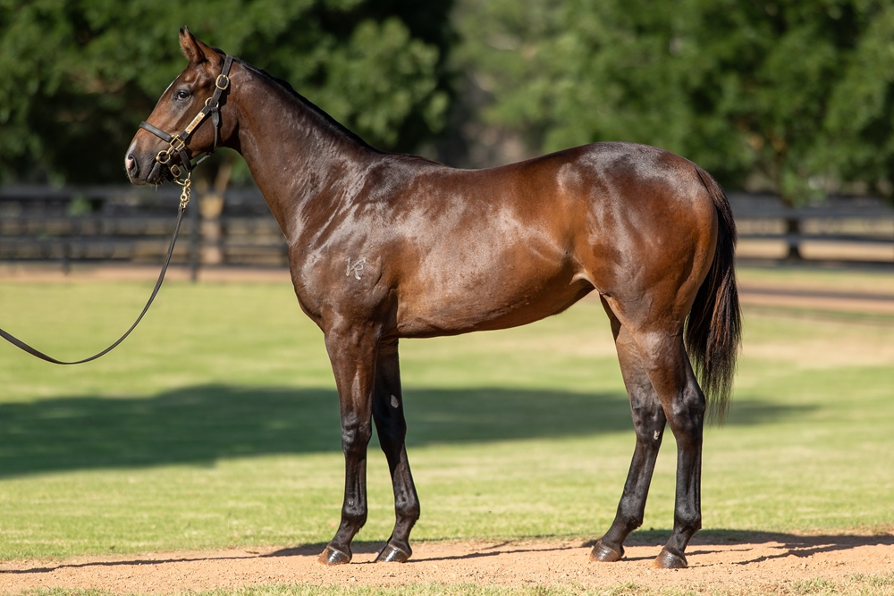 Trapeze Artist (AUS) / Sky Command (AUS) 2024 Filly - Image 1
