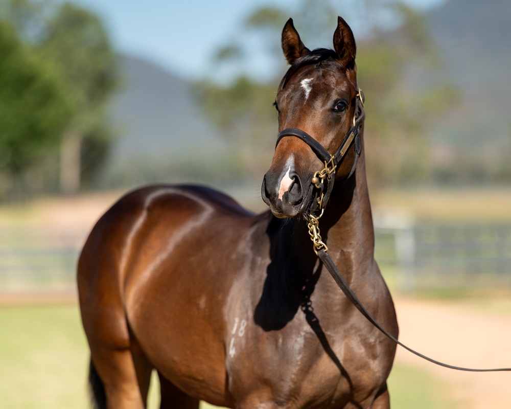 Trapeze Artist (AUS) / Sky Command (AUS) 2024 Filly - Image 2