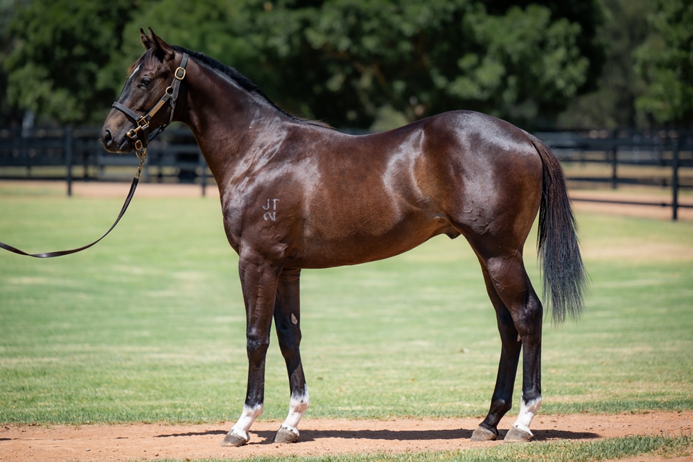 Maurice (JPN) / Smart Coupe (AUS) 2024 Colt - Image 1