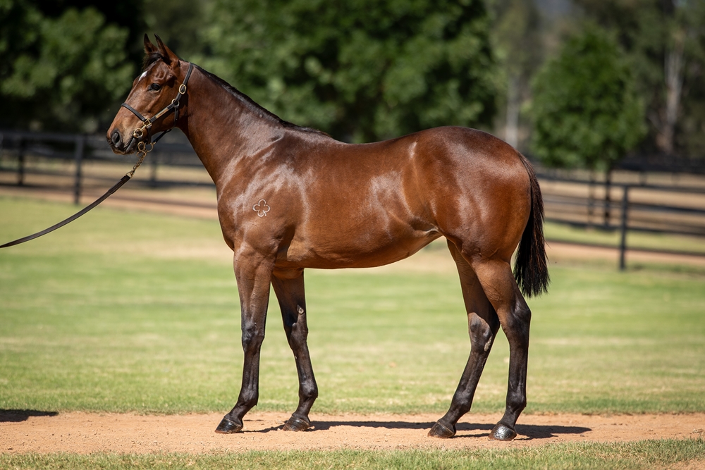 Street Boss (USA) / Sniparoochy (AUS) 2024 Filly - Image 1