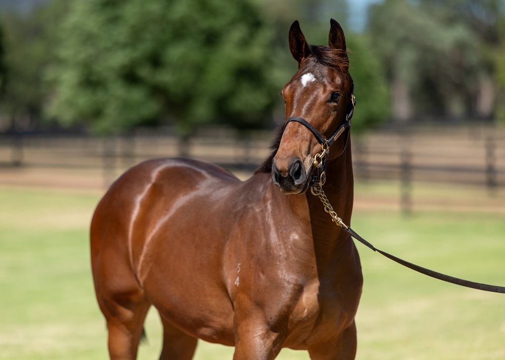 Street Boss (USA) / Sniparoochy (AUS) 2024 Filly - Image 2