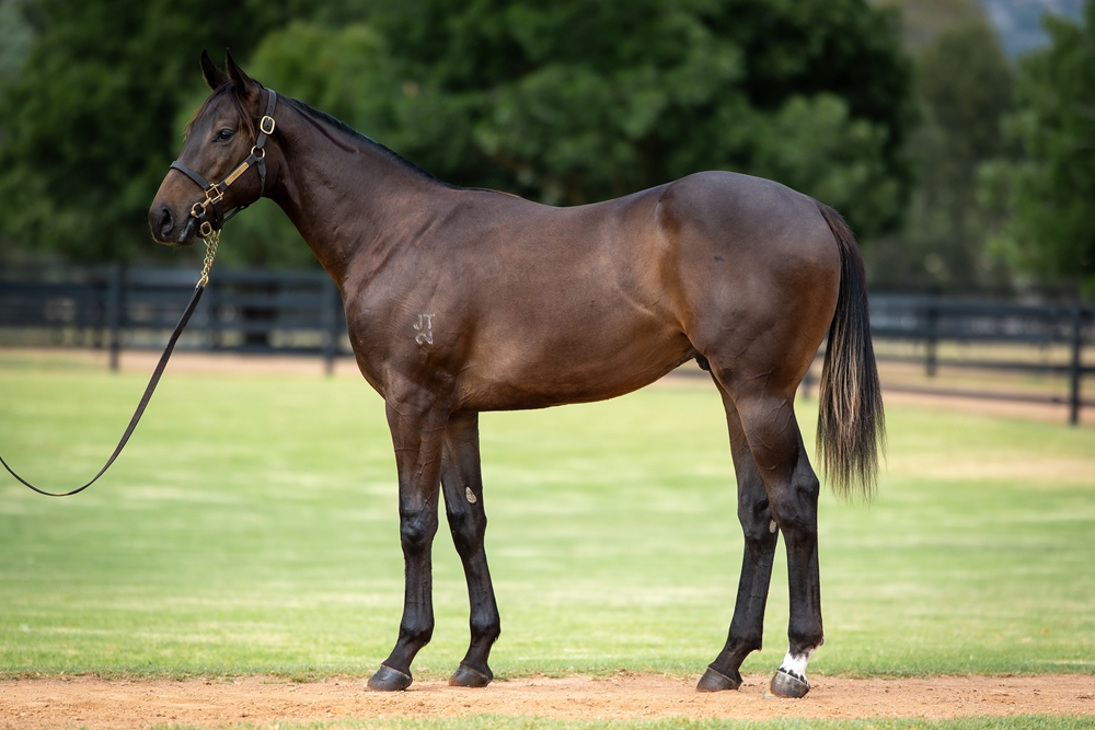Zoustar (AUS) / Solar Charged (AUS) 2024 Colt - Image 1